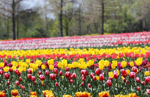 花を愛で 温泉でくつろぐ 4月 5月のおすすめ春旅 旅行カタログギフト エグゼタイム